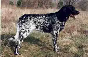 1357747933~Black-and-grey-Grosser-Munsterlander-Vorstehhund.jpg