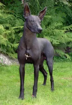 1357753825~Inca-Hairless-Dog-is-just-front.jpg