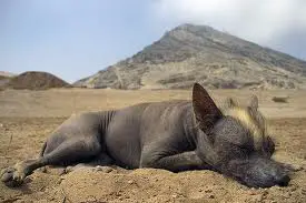 1357753826~Inca-Hairless-Dog-is-sleeping.jpg