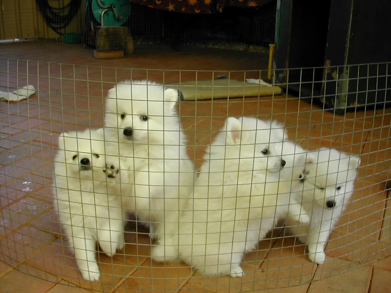 1357756273~Puppies-of-Japanese-Spitz.jpg