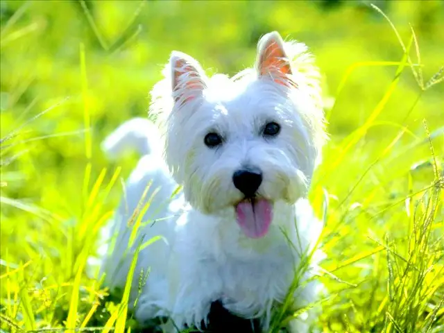 1357781004~Pretty-West-Highland-White-Terrier.jpg