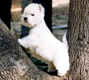1357781007~West-Highland-White-Terrier-in-a-tree.jpg