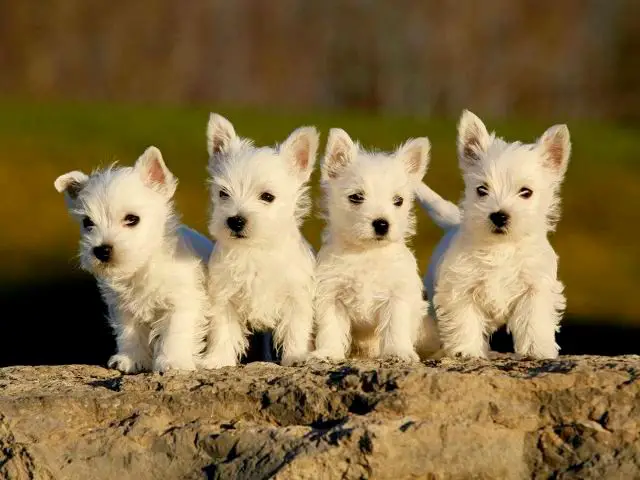 1357781008~West-Highland-White-Terrier-Puppies.jpg