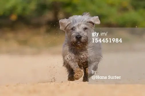 1357790710~Puppie-of-Irish-Glen-Imaal-Terrier.jpg