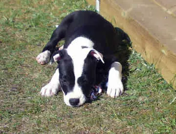 1357791079~Black-and-white-Irish-Staffordshire-Bull-Terrier.jpg