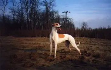 1357808230~White-and-brown-Hungarian-Greyhound-Magyar-Agar.jpg