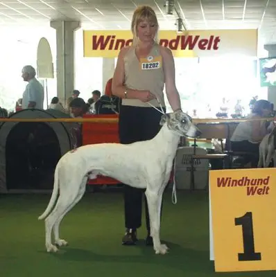 1357808231~White-Hungarian-Greyhound-Magyar-Agar.jpg