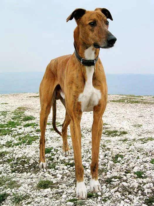 1357808232~Brown-Hungarian-Greyhound-Magyar-Agar.jpg