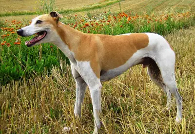 1357808234~Hungarian-Greyhound-Magyar-Agar-on-the-right-side.jpg