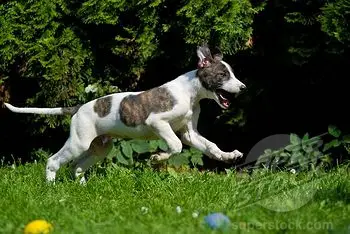 1357808235~Black-and-white-Hungarian-Greyhound-Magyar-Agar.jpg