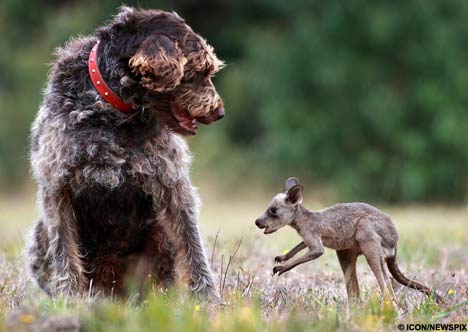 1357810167~Kangaroo-Dog-and-his-puppie.jpg