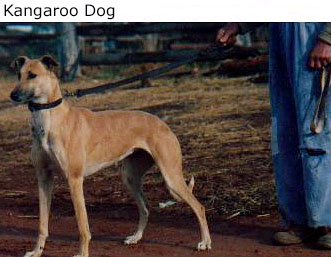 1357810169~Brown-Kangaroo-Dog.jpg