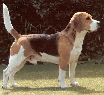 1357813195~Black-and-brown-Kerry-Beagle.jpg