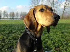 1357813198~Kerry-Beagle-is-looking-for-someone.jpg