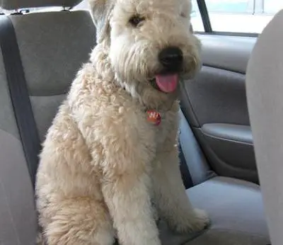 1357813596~-Kerry-Wheaten-is-looking-at-the-camera.jpg