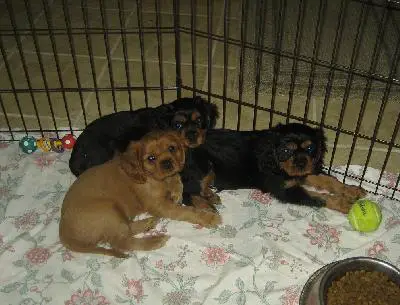 1357830546~Three-puppies-of-King-Cavrin.jpg