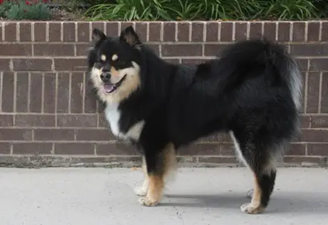 1357839411~Lapphunds-in-the-right-side.jpg
