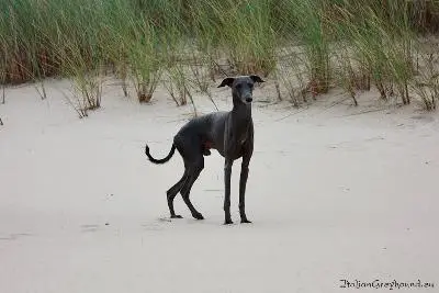 1357918622~Black-Mahratta-Greyhound.jpg