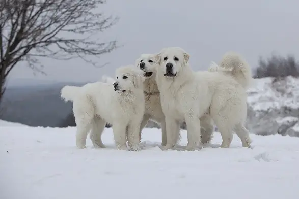 1357921182~Polish-Tatra-Sheepdog-in-the-Snow.jpg