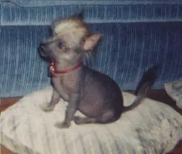 1357925897~Puppie-of--Mexican-Hairless.jpg