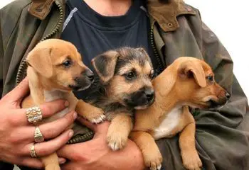 1357927911~Puppies-of-Miniature-English-Bulldach.jpg