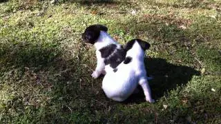 1357928574~Black-and-white-Miniature-Fox-Terrier.jpg