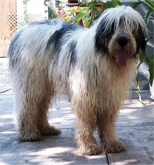 1357979912~Long-hair-Mioritic-Sheepdog.jpg