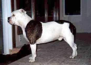 1358053079~Black-and-white-Original-English-Bulldogge.jpg