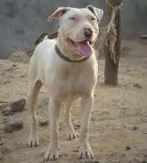 1358069456~Brown-Pakistani-Bull-Terrier-Pakistani-Gull-Terr.jpg