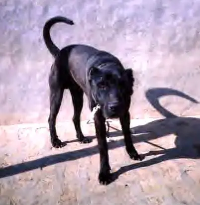 1358069457~Black-Pakistani-Bull-Terrier-Pakistani-Gull-Terr.jpg