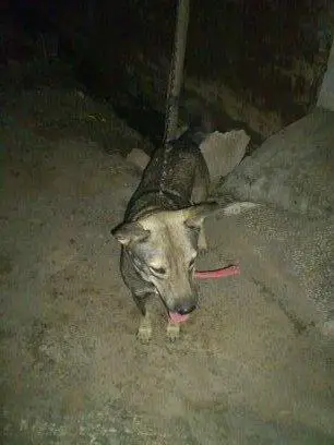 1358070130~Puppie-of-Pakistani-Shepherd-Dog-Bhagyari-Kutta.jpg