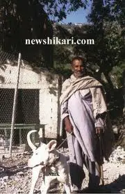 1358070133~White-Pakistani-Shepherd-Dog-Bhagyari-Kutta.jpg