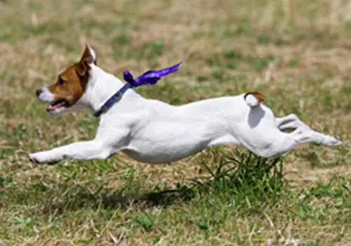 1358072570~White-and-brown-Parson-Russell-Terrier.jpg