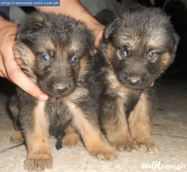 1358073705~Two-puppies-of-Patterland-Terrier.jpg