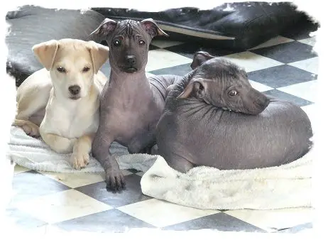 1358098185~Three-puppies-of-Peruvian-Inca-Orchid-PIO.jpg