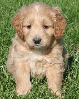 1358100926~Petite-Goldendoodle-is-front.jpg