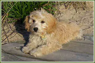 1358100928~Petite-Goldendoodle-in-the-right-side.jpg