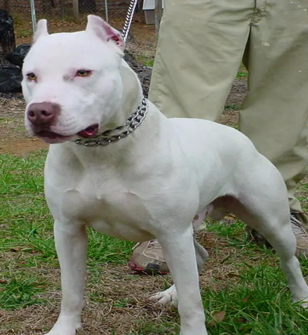 1358156651~White-Pit-Bull-Terrier.jpg