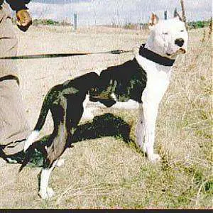 1358156655~Black-and-white-Pit-Bull-Terrier.jpg