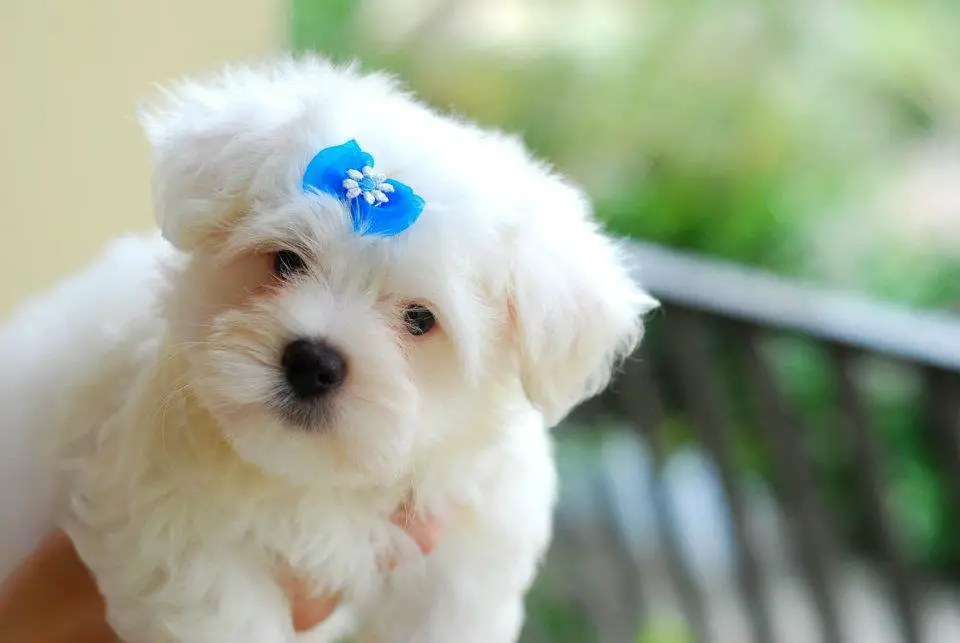 1358203281~Cutie-white-terrier.jpg