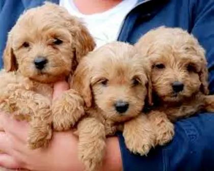 1358227111~Cute-Tan-Labradoodle-Australian-Puppies.jpg