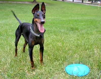 1358229969~Manchester-Terrier-playing-frisbee.JPG