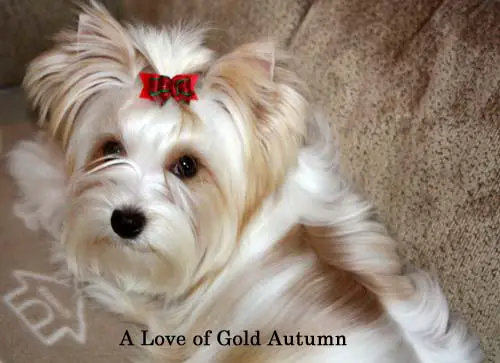 1358233505~White-Beautiful-Golddust-Yorkshire-Terrier.jpg