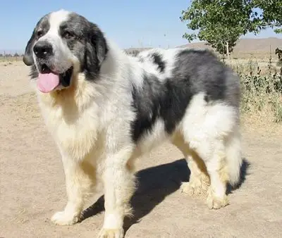 1358265432~Pyrenean-Mastiff-in-the-right-side.jpg