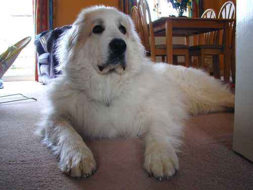 1358265954~Pyrenean-Mountain-Dog-in-the-right-side.jpg