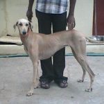 Rajapalayam - Pet Your Dog