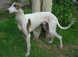 1358272447~Grey--Rampur-Greyhound.jpg