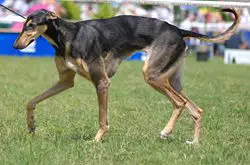 1358272448~Black--Rampur-Greyhound.jpg