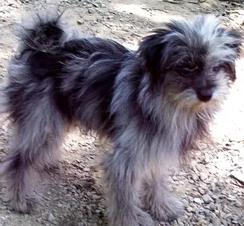 1358272452~Long-hair--Rampur-Greyhound.jpg