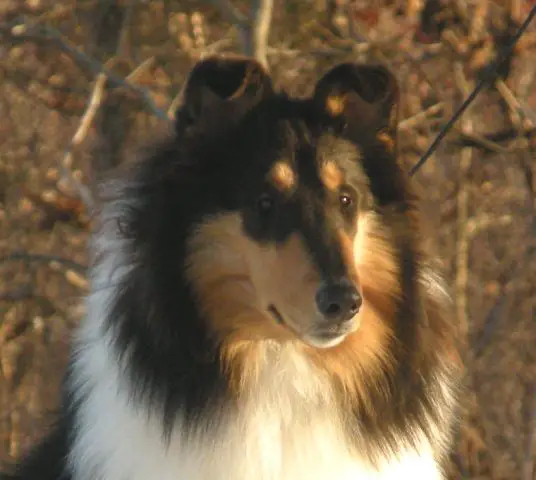 1358358434~Rough-Collie-is-front.jpg